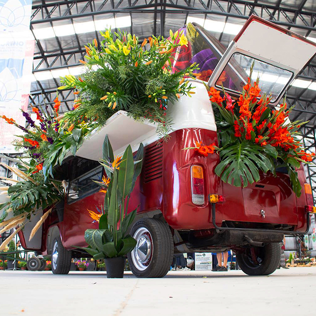 Imagen de nota: FIESTA DEL PLANTÍN FLORAL EN MORENO