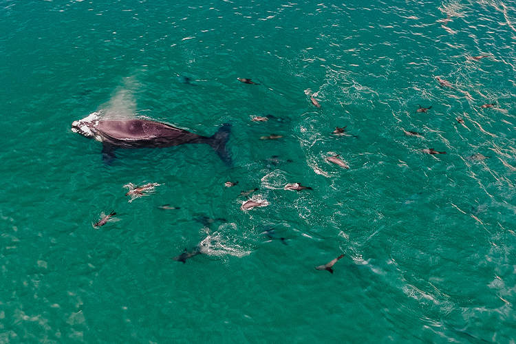 Avistaje de Ballena Franca Austral y fauna marina