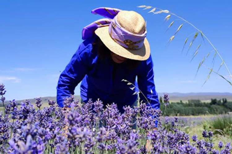 Floración de las Lavandas