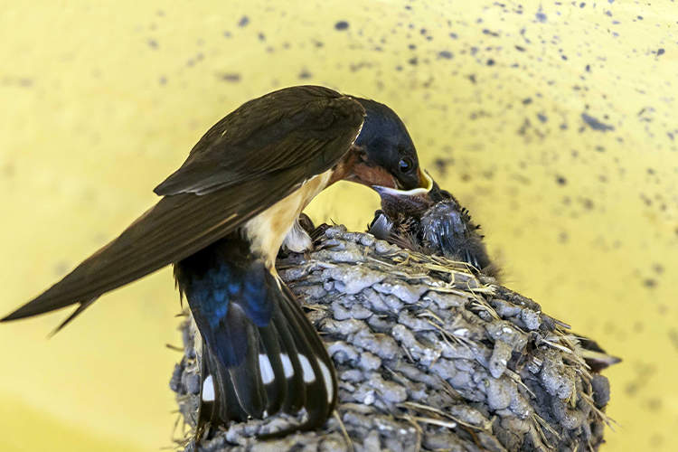 Avistaje aves migratorias en la Albúfera