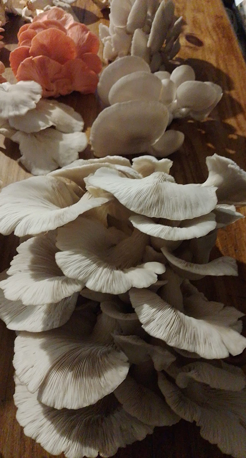 El camino del funghi, la tradición pampeana y la cultura sustentable