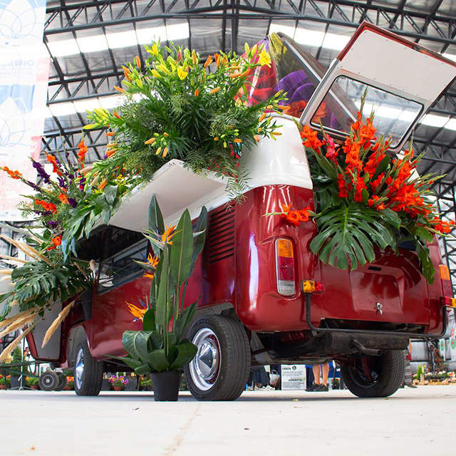 FIESTA DEL PLANTÍN FLORAL EN MORENO