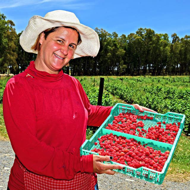 FIESTA DE LA FRAMBUESA