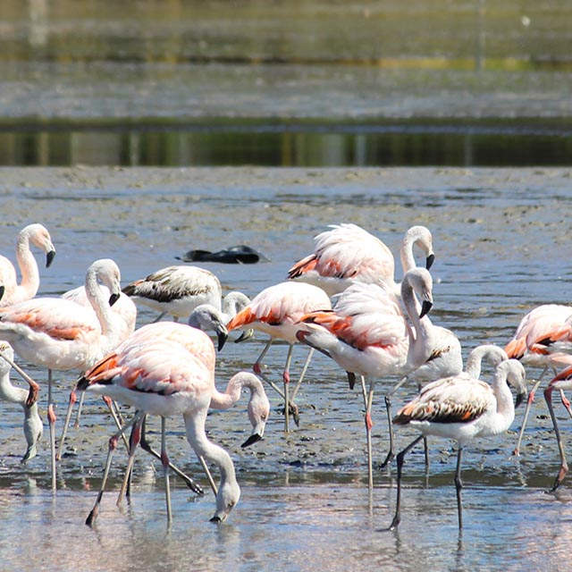 DONDE EL RÍO ABRAZA AL MAR