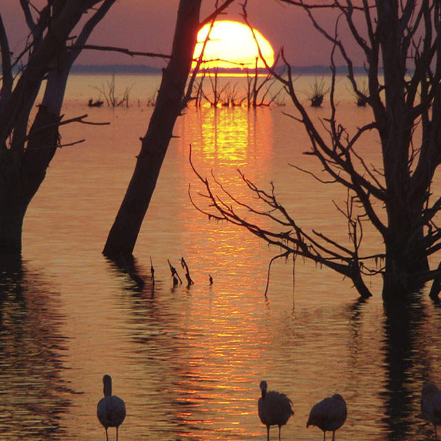 FLAMENCOS, ESPEJOS AGUAS Y SILENCIOS