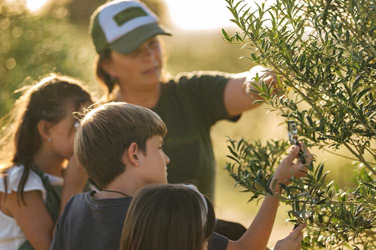 Olivares De Las Sierras