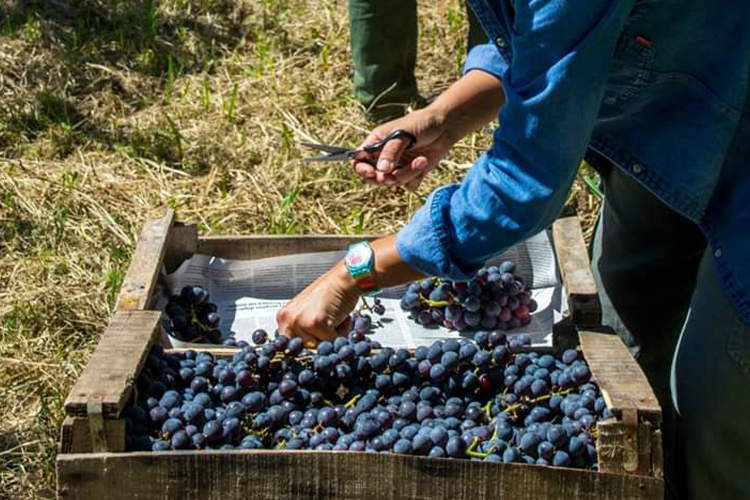 Cooperativa de la Costa