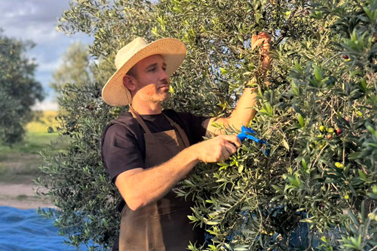 Finca Oliva Olivos