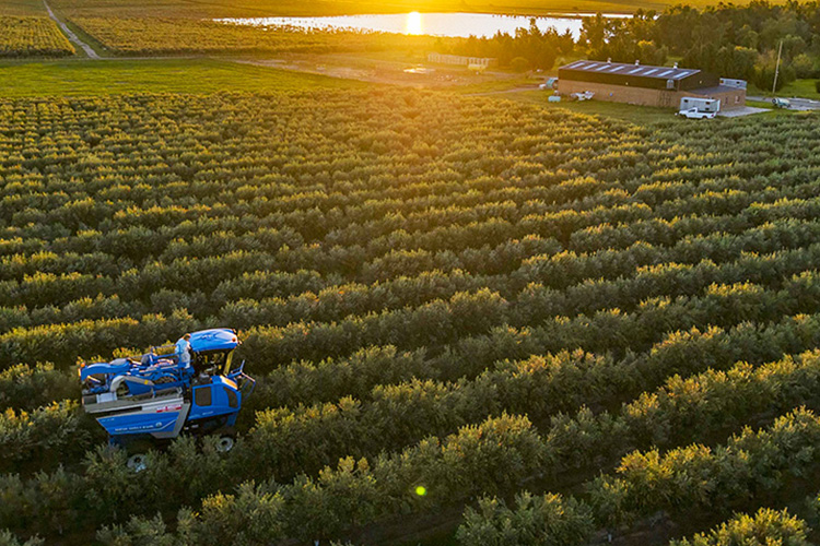 Finca Nobles Caciques