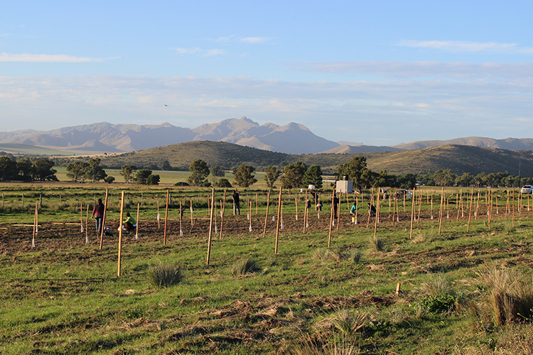 Olivares de las Sierras