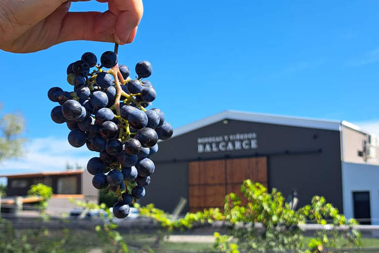 Bodegas y Viñedos Balcarce